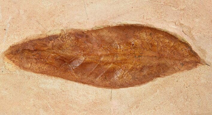 Red Fossil Leaf (Fraxinus) - Montana #93663